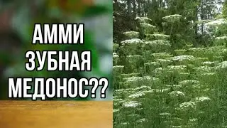🔴Ammi dental honey plant?
