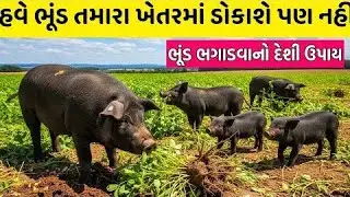 ભુંડ ભગાડવા નો દેશી ઉપાય !! સાવ ખર્ચ વીનાનો ઉપાય !! 