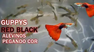 ALEVINOS DE GUPPY RED BLACK PEGANDO COR Canal Saalada