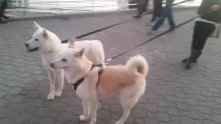 Korean #Jindo Dogs #진돗개  in #Oakland CA, they were  rescued from a dog meat farm in Korea