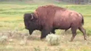 Buffalo