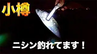 【脂が乗ったニシン！】小樽で釣りするならニシン、チカなんてどうでしょう【後編】