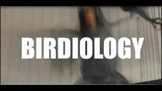 BIRDIOLOGY