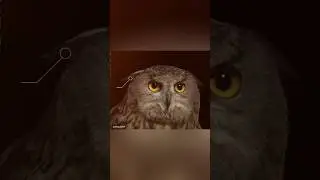Как совы слышат звук?