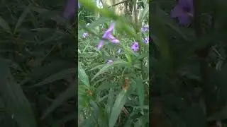 NATURE #nature #flowers #trending