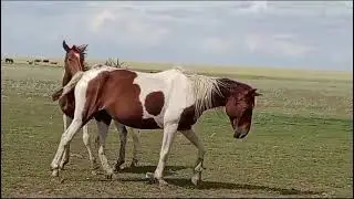 Ала биенің жанбасына жара шықты! 😱