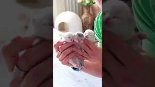 Почему родились слепые и глухие котята?