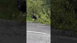 BIG GRIZZLY BEAR EATING BREAKFAST