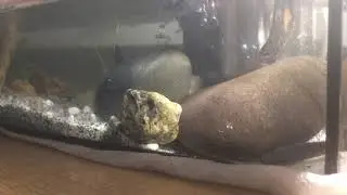 супер изменение в аквариуме НАКОНЕЦ!!!!!