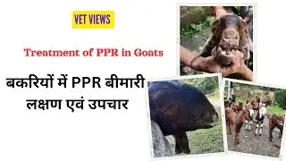 Treatment of PPR in Goats #ppr symptoms