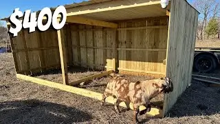 ULTIMATE LOAFING SHED!