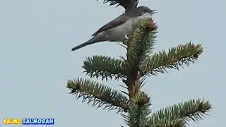 Спів комахоїдного птаха