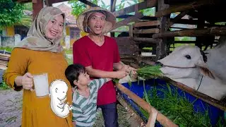 PREGNANT WOMEN CRAVE TO DRINK COW'S MILK 🐮 Feeding Animals | Ali vlog
