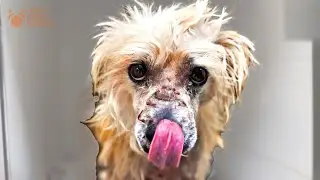After Attack by Rottweilers Dog's Spirit and Loving Eyes Save Him | Do You See the Transformation?