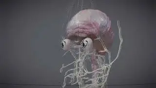 The Nervous System in Man