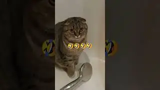 #video #viralshorts #viral #cat #cutecat #cats #catlover #callofduty