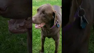 🐾 Happy Paws Alert! Watch My Chocolate Lab Owen Go Round and Round! 🌀