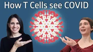 How do T cells recognize COVID infection?