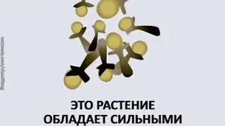 #растения