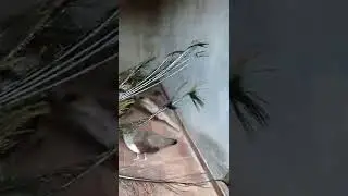 Неожиданная встреча.