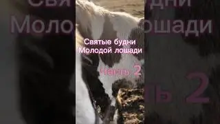 Святые будни часть 2.