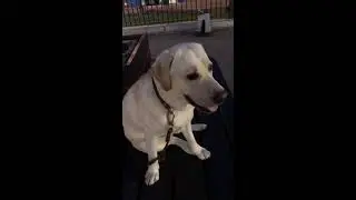 Хатико ждёт своего хозяина//Hachiko is waiting for his master