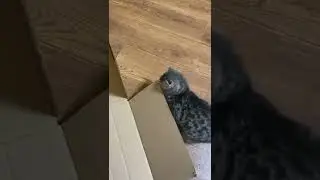 Cheerful weekdays of a cat  , follow me , please