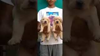 Best quality lab puppies 