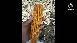 My observation #agriculture.