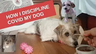 How I train my destructive Covid Dog