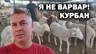 МУСУЛЬМАНЕ НЕ ВАРВАРЫ!!! Отмечаем Курбан-байрам. Выбираю барана 🐏