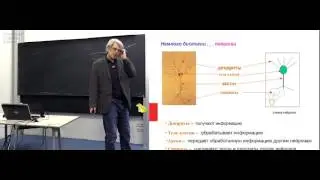 Лекция 1. Нейронные сети. Теоретические результаты
