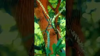 Anong klaseng gagamba Po ito kabiag?#youtuberchannel #spider