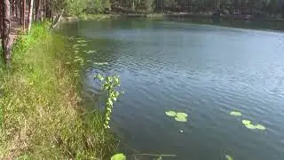 Лебеди озера Каретное