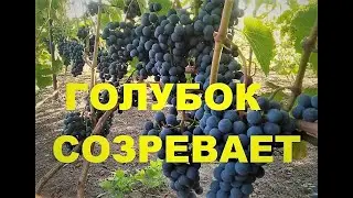 Технический виноградник: Голубок