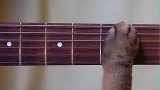 animation
