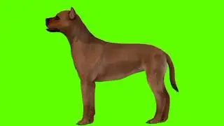 Green screen Dog video | Dog idle (B)green screen