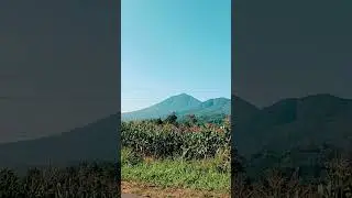 selamat pagi indonesia #shorts #shortvideo #trending #reels #fyp #viral #viralvideo