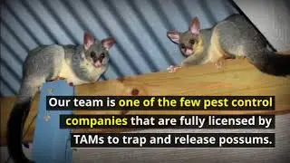 Possum Catcher Pest Control Canberra
