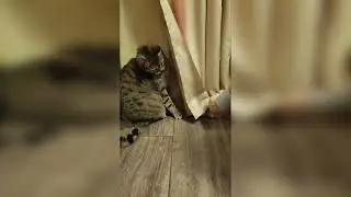 🐈 Game with cat! 😻 #cat #shorts