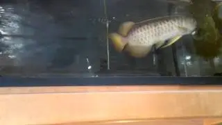 紅尾7センチの稚魚で買って10年ちょっと生きてます。