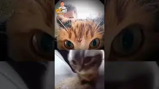 CHIPY CHIPY CHAPA CHAPA. #cat #cats #music #explore #shorts