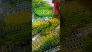 Asmr/ diamond painting/process, сегодня выкладываю "v"шки