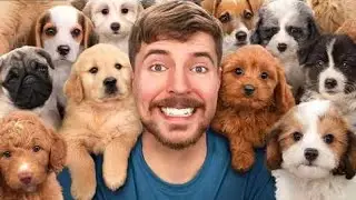 Dog 2024 I rescued 100 abandoned dogs 2024 #mrbeast