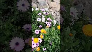 Чили/цветы зимой