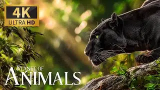 Planet of Animals 4K 🐾 Discovery Relaxation Wildlife Movie with Relaxing Piano Music