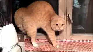 Шок! Коты с другой планеты