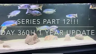 Series part 12 DAY 360 can’t believe it’s been a year doing these updates.