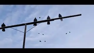 Один час с голубями.
