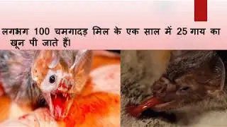 Facts about Bats
